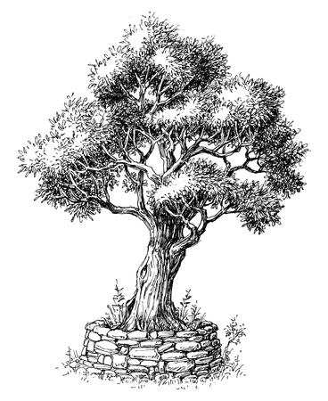 Olive tree vectorのイラスト素材