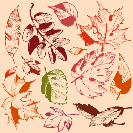 Autumn leaf setのイラスト素材