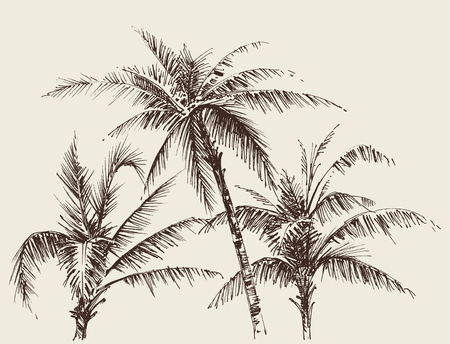 Palm trees foliage, tree crown drawingのイラスト素材