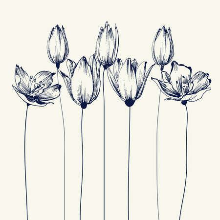 Tulip flowers background. Stylish floral card, hand drawn illustration for different eventsのイラスト素材