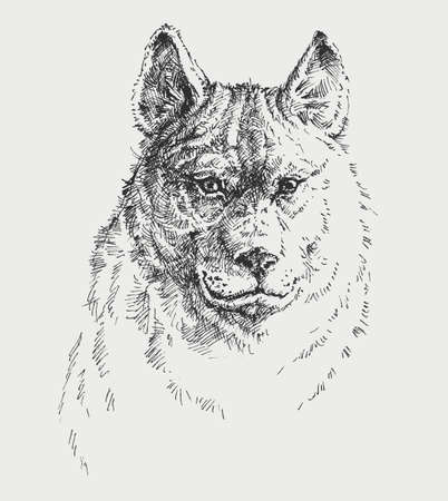 Dog portrait hand drawing, t-shit, emblem, pet shop flyer designのイラスト素材