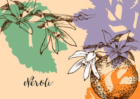 Orange fruit and orange blossom branch, neroli backgroundのイラスト素材