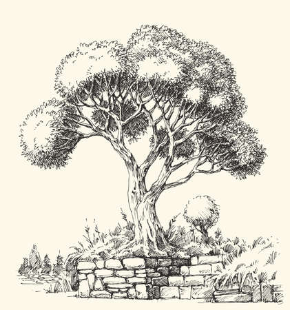 Olive tree landscape hand drawingのイラスト素材