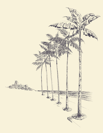 Tall palm trees alley on the beach, sea view hand drawingのイラスト素材