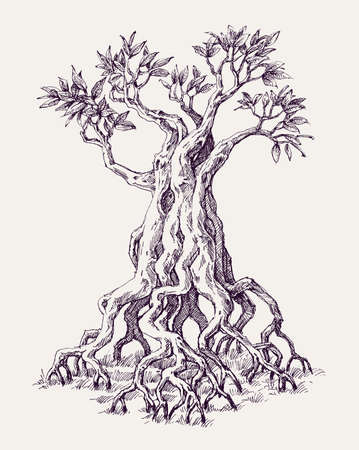 Mangrove tree roots hand drawingのイラスト素材
