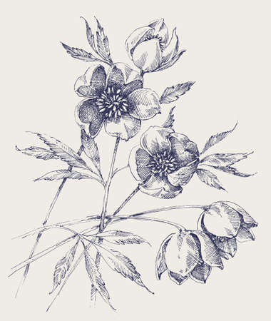 Hellebore flowers hand drawing. White Helleborus, Christmas rose or Lenten rose spring bloomのイラスト素材