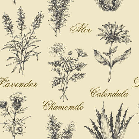 Medicinal herbs hand drawn. Chamomile, marigold, aloe, lavender, thistle botanical pattern for healthy livingのイラスト素材