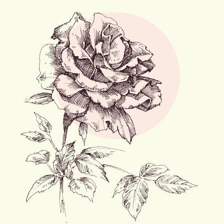Single pink rose greeting card, hand drawn in retro styleのイラスト素材