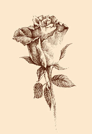Hand drawn rose in retro styleのイラスト素材