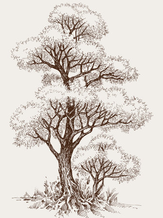 Tall oak tree and sapling hand drawn vector illustrationのイラスト素材