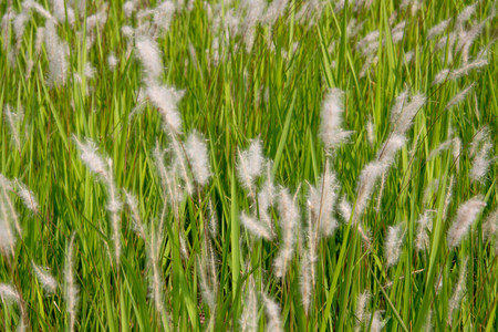 Imperata cylindrica (cogon grass) blowing in the windの写真素材