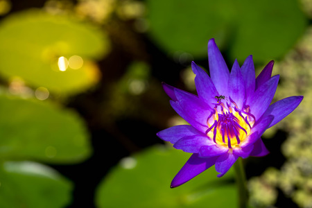 bee pollinating purple lotus flower on waterの写真素材
