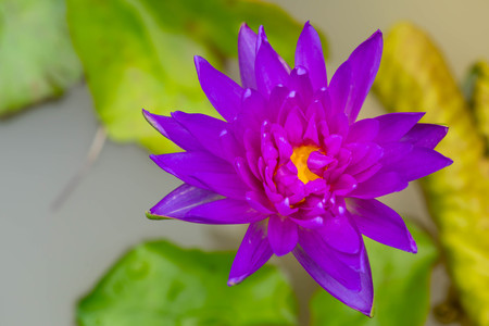 Purple lotus on the water surfaceの写真素材