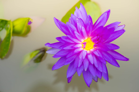 Purple lotus on the water surfaceの写真素材