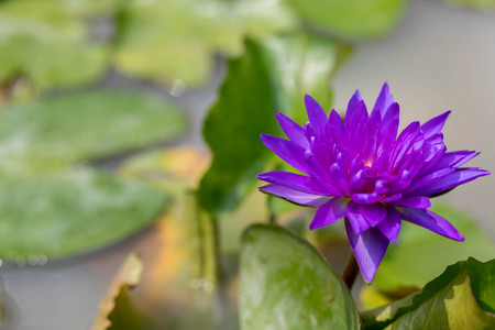 Purple lotus on the water surfaceの写真素材