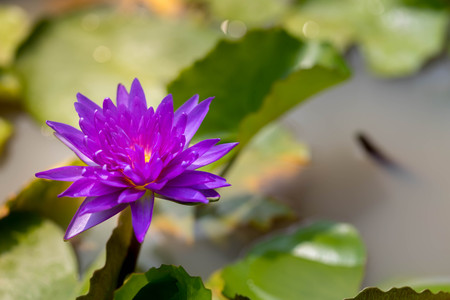 Purple lotus on the water surfaceの写真素材