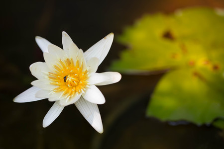 bee pollinating white  lotus flower on waterの写真素材