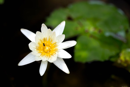 bee pollinating white  lotus flower on waterの写真素材