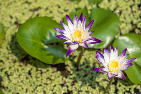 white lotus on the water surfaceの写真素材