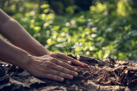 Plant a tree growing plant The soil and seedlings in the  nature lightの写真素材