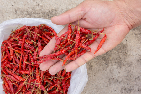 Handle dried peppers in a white plastic bag placed on a concrete floor.の写真素材