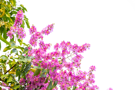 Inthanin pink flowers on a white backgroundの写真素材