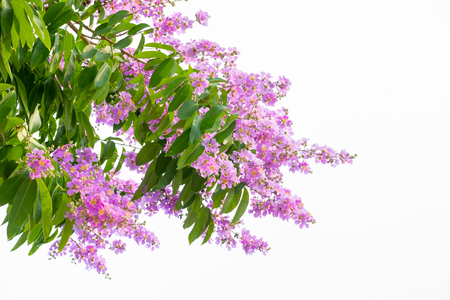 Inthanin pink flowers on a white backgroundの写真素材