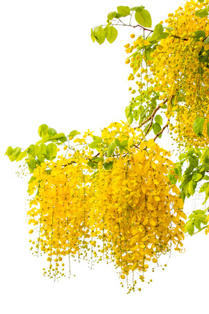 Yellow coon flowers on a white backgroundの写真素材