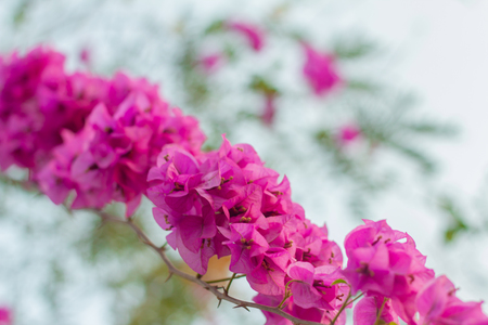 Pink bougainvillea flowersの写真素材