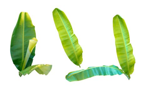 Fresh green banana leaves on a white backgroundの写真素材