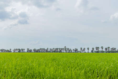 The sugar palm in the rice field, the green riceの写真素材