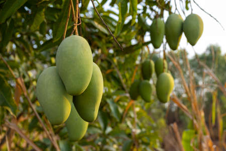 Close up tree with green mango fruit in the gardenの写真素材