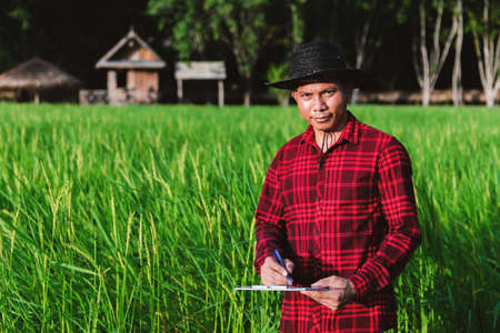 Thai farmers inspecting rice fields in the fieldsの写真素材