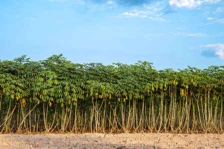 cassava tree growth in planting farm, manioc or tapioca planting field,の写真素材