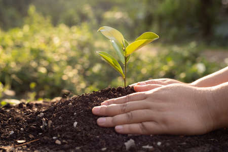 Bokeh green Background Female hand holding tree on nature field grass Forest conservation conceptの写真素材