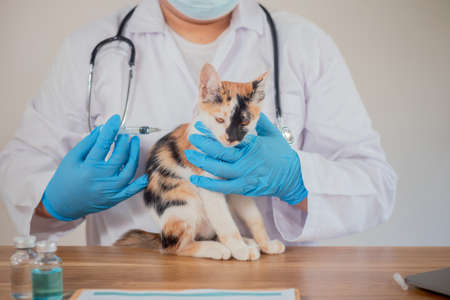 The vet is examining the cat and vaccinating it.の写真素材