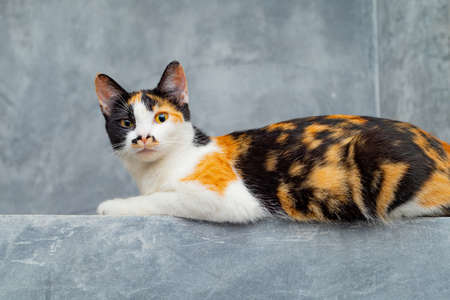 Three colored cats sitting on a loft plaster wall.の写真素材