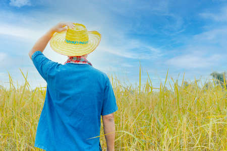 Asian peasants in robes and hats are in a field of golden rice fields.
