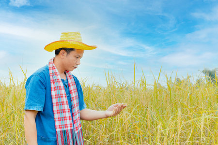 Asian peasants in robes and hats are in a field of golden rice fields.の写真素材