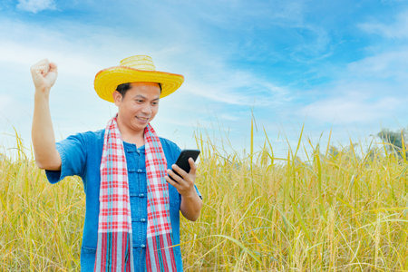 Asian peasants in robes and hats are in a field of golden rice fields.の写真素材