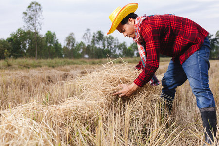 Asian farmer with rice stubble in the fieldの写真素材