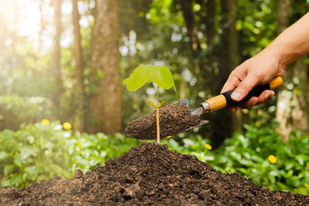 A small tree and hands are planting trees tenderly.