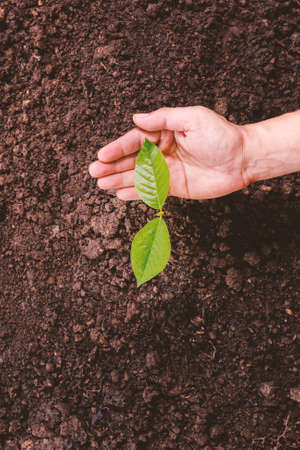 A small tree and hands are planting trees tenderly.の写真素材