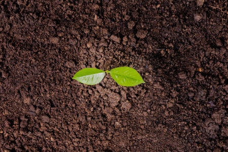 A small tree and hands are planting trees tenderly.