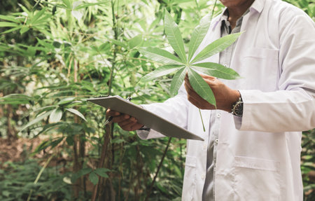Scientists are collecting herbal leaves for research.の写真素材