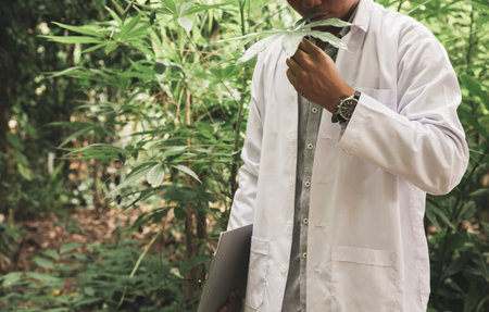 Scientists are collecting herbal leaves for research.の写真素材