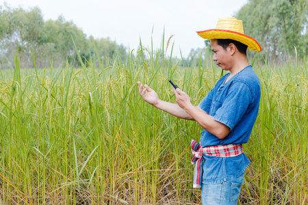 Asian farmer using mobile phone in rice field. Agriculture and technology concept.の写真素材