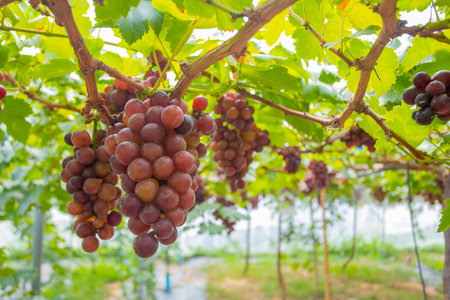 Bunch of grapes on vineyard ready for harvest, stock photoの写真素材