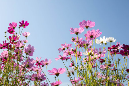 Pink cosmos flowers in full bloomの写真素材