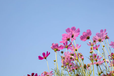 Pink cosmos flowers in full bloomの写真素材